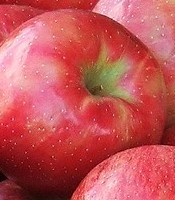  Honeycrisp 