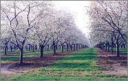  Blooming 可能性教学视频 