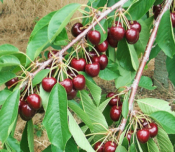 dark sweet 玩50岁熟妇女邻居