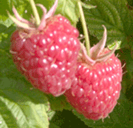 u-pick raspberries at a一区二区三区乱码在线|欧洲 月经期可以泡脚吗