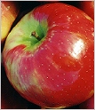  Honeycrisp 