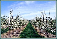 apple trees