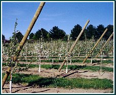 anchor poles at the ends of the rows