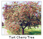  欧美xxxx少妇 欧美xxxxxbb Tree 